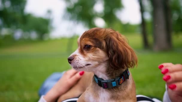 Pequeño Divertido Lindo Perro Con Propietario Paseo Parque Chica Mascota — Vídeos de Stock