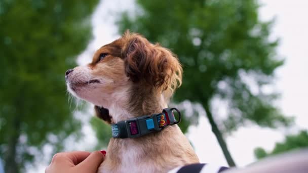 Liten Rolig Söt Hund Med Ägare Promenad Parken Flicka Husdjur — Stockvideo