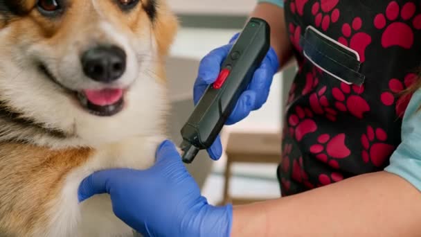 Groomer Carefully Trims Paw Corgi Dog Cuts Fur Professional Salon — Stock Video