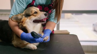 Bakımcı dikkatli bir şekilde bir corgi köpeğinin patisini buduyor profesyonel kuaförde kürkü kesiyor yakın plan evcil hayvan bakımı