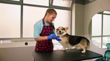 Genç kız bir Corgi köpeğinin bacaklarını dikkatlice kesiyor, profesyonel hayvan bakım salonundaki kürkü kesiyor.
