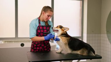 Genç kız bir Corgi köpeğinin bacaklarını dikkatlice kesiyor, profesyonel hayvan bakım salonundaki kürkü kesiyor.