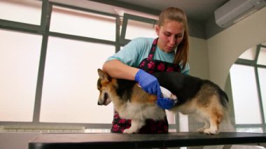 Genç kız bir Corgi köpeğinin bacaklarını dikkatlice kesiyor, profesyonel hayvan bakım salonundaki kürkü kesiyor.