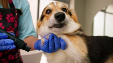 Bakımcı dikkatli bir şekilde bir corgi köpeğinin patisini buduyor profesyonel kuaförde kürkü kesiyor yakın plan evcil hayvan bakımı