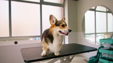 Güzellik ve evcil hayvan bakımı konseptinden önce güzellik salonunda pofuduk bir Corgi sosislinin portresi.
