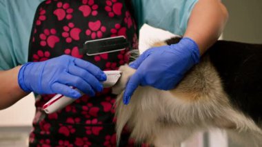 Bakımcı dikkatli bir şekilde bir corgi köpeğinin patisini buduyor profesyonel kuaförde kürkü kesiyor yakın plan evcil hayvan bakımı