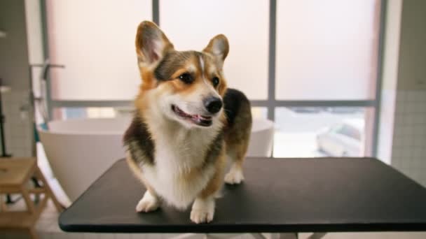 Portrait Small Cute Fluffy Corgi Dog Beauty Salon Procedure Beauty — Stock Video