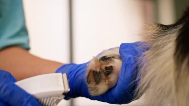 美容师小心地修剪科奇犬的爪子 在专业的宠物店里修剪毛皮 — 图库视频影像