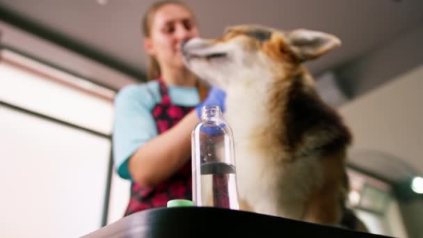 Groomer Limpa Cuidadosamente Orelhas Cão Corgi Com Algodão Salão Profissional — Vídeo de Stock