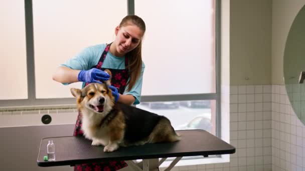 Young Girl Groomer Carefully Cleans Ears Corgi Dog Cotton Wool — Stock Video