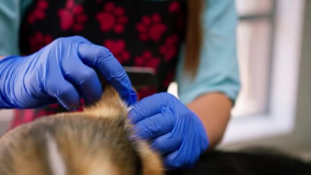美容师在专业的美容院宠物护理近距离清洁程序中 小心地用棉毛擦拭科吉犬的耳朵 — 图库视频影像