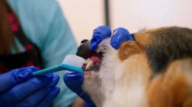 Kuaför, kuaför evcil hayvan bakımında yapıştırıcıyla bir corgi köpeğinin dişlerini fırçalama prosedürünü uyguluyor.