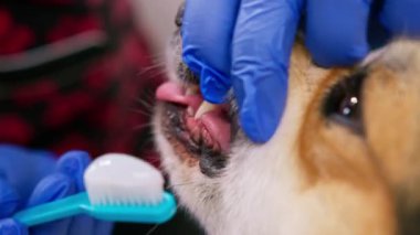 Kuaför, kuaför evcil hayvan bakımında yapıştırıcıyla bir corgi köpeğinin dişlerini fırçalama prosedürünü uyguluyor.