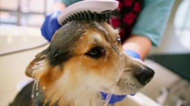 Bir tımarcı banyoda özel bir şampuanla ıslak bir hayvanın kuaför kuaföründeki portresini yıkar.