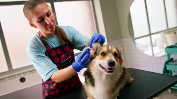 Νεαρή Κοπέλα Groomer Καθαρίζει Προσεκτικά Αυτιά Ενός Σκύλου Corgi Μαλλί — Αρχείο Βίντεο