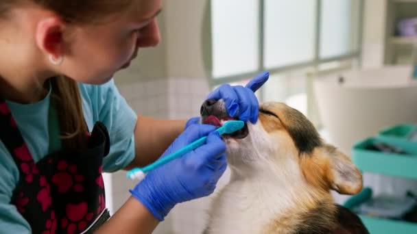 グロマーはサロンペットケアのクローズアップ衛生動物の肖像画でペーストでコルギ犬の歯を磨く手順を実行します — ストック動画