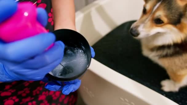Toiletteur Mélange Shampooing Avant Commencer Procédure Lavage Animal Dans Salon — Video