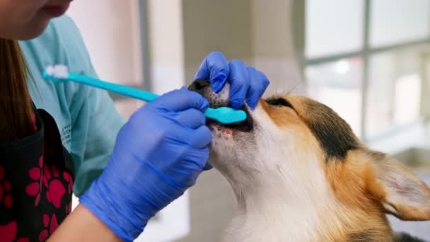 グロマーはサロンペットケアのクローズアップ衛生動物の肖像画でペーストでコルギ犬の歯を磨く手順を実行します — ストック動画
