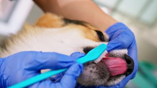 Skötaren Utför Förfarandet Att Borsta Tänderna Corgi Hund Med Pasta — Stockvideo