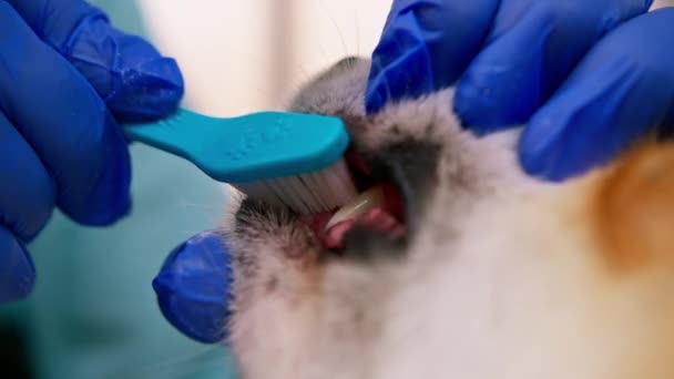 Skötaren Utför Förfarandet Att Borsta Tänderna Corgi Hund Med Pasta — Stockvideo