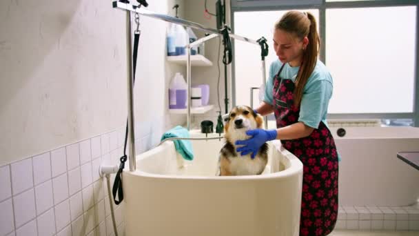 Groomer Lava Cão Corgi Banheiro Com Xampu Especial Higiene Cuidado — Vídeo de Stock