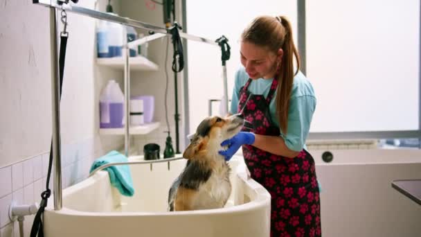 Ein Pfleger Wäscht Einen Corgi Hund Badezimmer Mit Einem Speziellen — Stockvideo