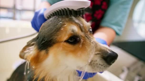 Ένα Groomer Πλένει Corgi Σκυλί Στο Μπάνιο Ένα Ειδικό Σαμπουάν — Αρχείο Βίντεο