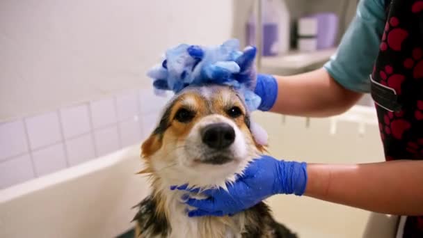 一位美容师在浴室里用一种特殊的洗发水洗洗科吉犬 这款洗发水是用一只湿淋淋的动物在美容美发沙龙里的爱抚肖像画的 — 图库视频影像