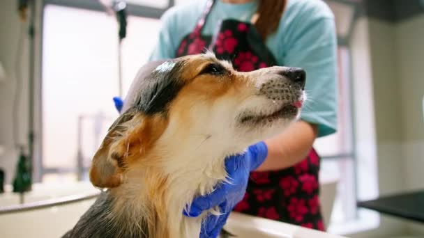 Ein Pfleger Wäscht Corgi Hund Badezimmer Mit Einem Speziellen Shampoo — Stockvideo