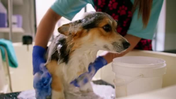 Groomer Washes Corgi Dog Bathroom Special Shampoo Grooming Salon Pet — Stock Video