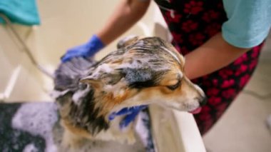 Bir tımarcı banyoda özel bir şampuanla ıslak bir hayvanın kuaför kuaföründeki portresini yıkar.