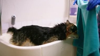 Bakımcı, ıslak bir hayvanın bakım evcil hayvan portresini yıkadıktan sonra banyoda havluyla bir corgi köpeğini siler.