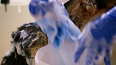 Bir tımarcı banyoda özel bir şampuanla ıslak bir hayvanın kuaför kuaföründeki portresini yıkar.