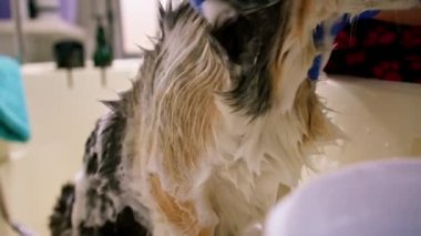 Bir tımarcı banyoda özel bir şampuanla ıslak bir hayvanın kuaför kuaföründeki portresini yıkar.