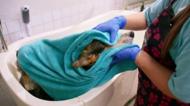 Bakımcı, ıslak bir hayvanın bakım evcil hayvan portresini yıkadıktan sonra banyoda havluyla bir corgi köpeğini siler.