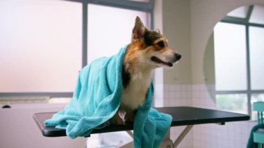 Güzellik ve evcil hayvan bakımı kavramını yıkadıktan sonra havluyla güzellik salonunda pofuduk bir Corgi köpeğinin portresi.