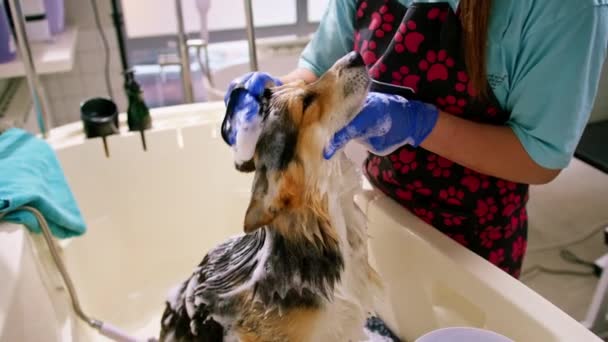 Bir Tımarcı Banyoda Özel Bir Şampuanla Islak Bir Hayvanın Kuaför — Stok video