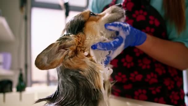 Skötare Tvättar Corgi Hund Badrummet Med Ett Speciellt Schampo Grooming — Stockvideo