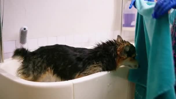 Putsare Torkar Corgi Hund Med Handduk Badrummet Efter Tvätt Grooming — Stockvideo