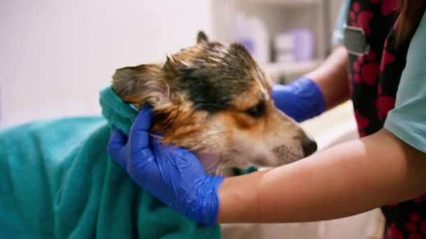 Groomer Limpa Cão Corgi Com Uma Toalha Banheiro Depois Lavar — Vídeo de Stock
