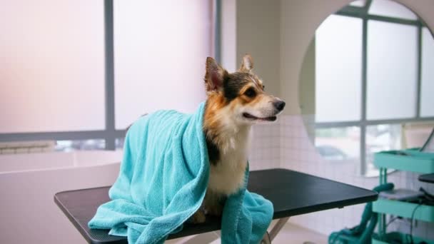 美しさとペットケアのコンセプトを洗った後 タオルの美容院で小さなかわいいふわふわのコルジ犬の肖像画 — ストック動画