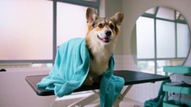 Güzellik ve evcil hayvan bakımı kavramını yıkadıktan sonra havluyla güzellik salonunda pofuduk bir Corgi köpeğinin portresi.