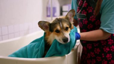 Bakımcı, ıslak bir hayvanın bakım evcil hayvan portresini yıkadıktan sonra banyoda havluyla bir corgi köpeğini siler.