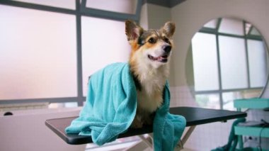 Güzellik ve evcil hayvan bakımı kavramını yıkadıktan sonra havluyla güzellik salonunda pofuduk bir Corgi köpeğinin portresi.