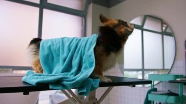 Güzellik ve evcil hayvan bakımı kavramını yıkadıktan sonra havluyla güzellik salonunda pofuduk bir Corgi köpeğinin portresi.