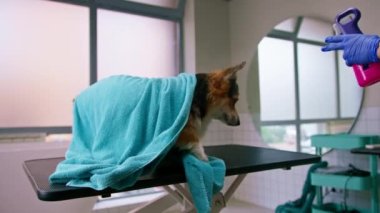 Güzellik ve evcil hayvan bakımı kavramını yıkadıktan sonra havluyla güzellik salonunda pofuduk bir Corgi köpeğinin portresi.