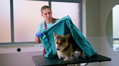 Bakım evcil hayvan portresi yıkadıktan sonra Corgi sosislisini havluyla siler.