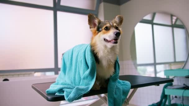 Portret Małego Puszystego Psa Corgi Salonie Piękności Ręczniku Umyciu Koncepcji — Wideo stockowe