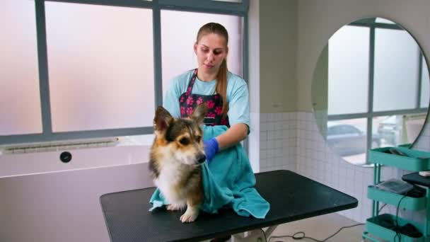 Groomer Esfrega Corgi Cão Com Toalha Mesa Após Lavagem Cuidados — Vídeo de Stock