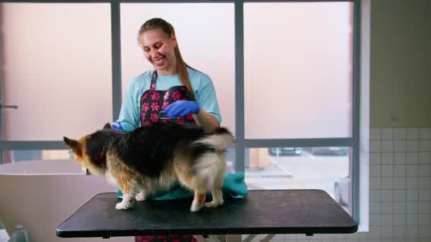 Groomer Wischt Corgi Hund Mit Handtuch Auf Dem Tisch Nach — Stockvideo